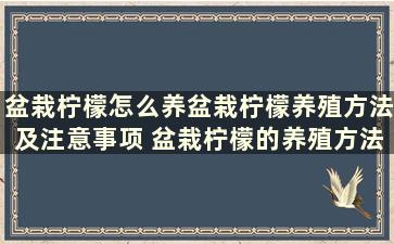 盆栽柠檬怎么养盆栽柠檬养殖方法及注意事项 盆栽柠檬的养殖方法和注意事项大全